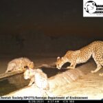 Asiatic Cheetah cub