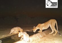 Asiatic Cheetah cub