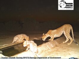 Asiatic Cheetah cub
