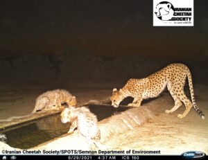 Asiatic Cheetah cub