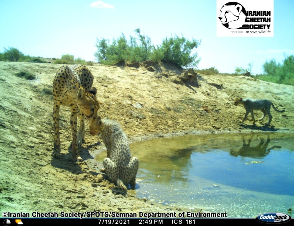 Asiatic Cheetah cub