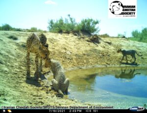 Asiatic Cheetah cub