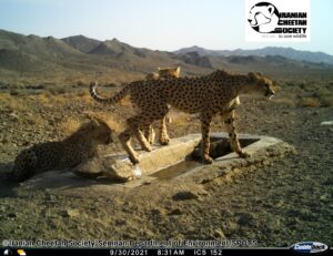 Asiatic Cheetah Cub