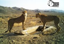 Asiatic Cheetah Cub