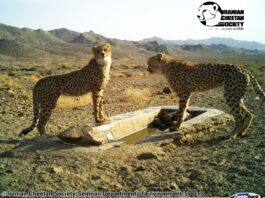 Asiatic Cheetah Cub