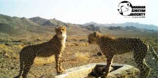 Asiatic Cheetah Cub
