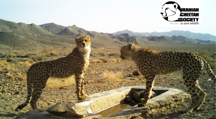 Asiatic Cheetah Cub