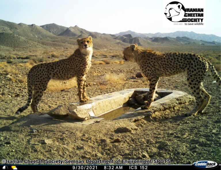 Asiatic Cheetah Cub