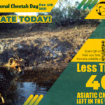 International Cheetah Day