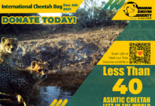 International Cheetah Day