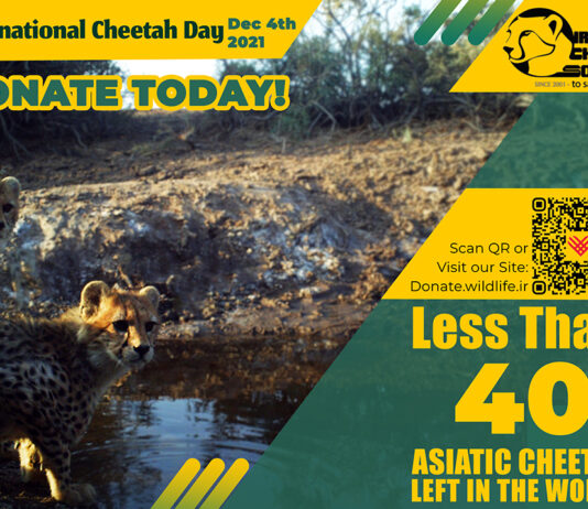 International Cheetah Day
