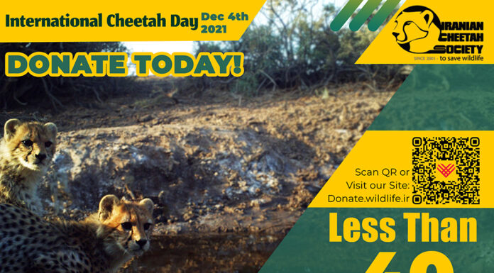International Cheetah Day