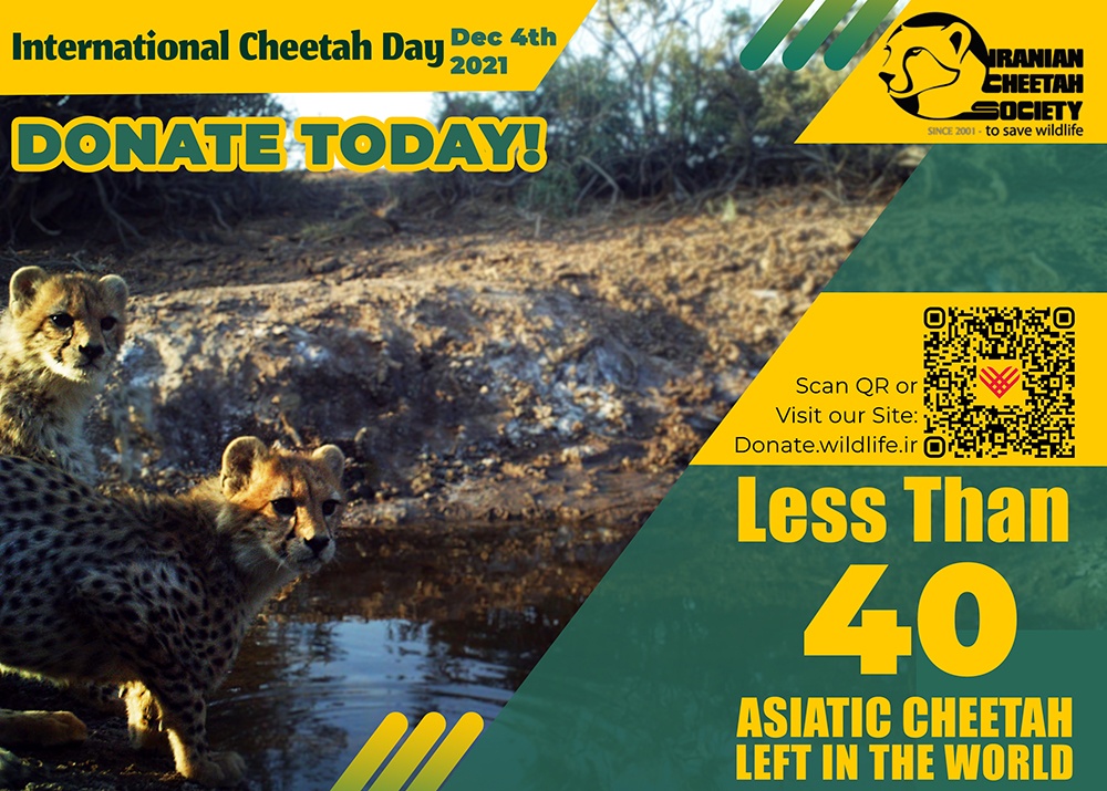 International Cheetah Day