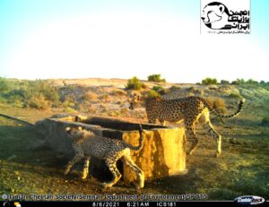 Asiatic Cheetah with cub