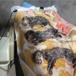 Asiatic cheetah cub-captive breeding