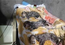 Asiatic cheetah cub-captive breeding