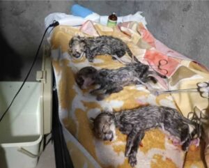 Asiatic cheetah cub-captive breeding