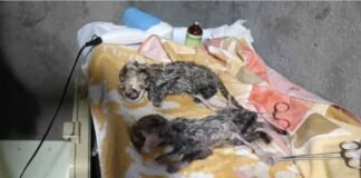 Asiatic cheetah cub-captive breeding