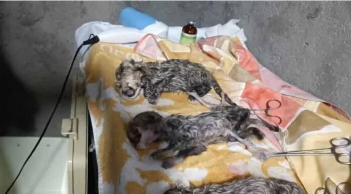 Asiatic cheetah cub-captive breeding