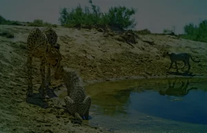 Saving Asiatic Cheetahs