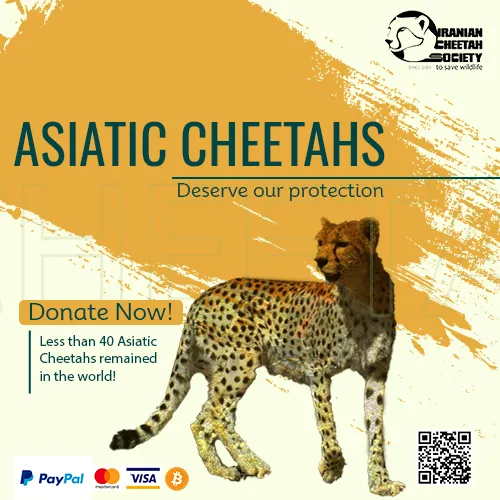 donate to wildlife conservation - Asiatic Cheetah