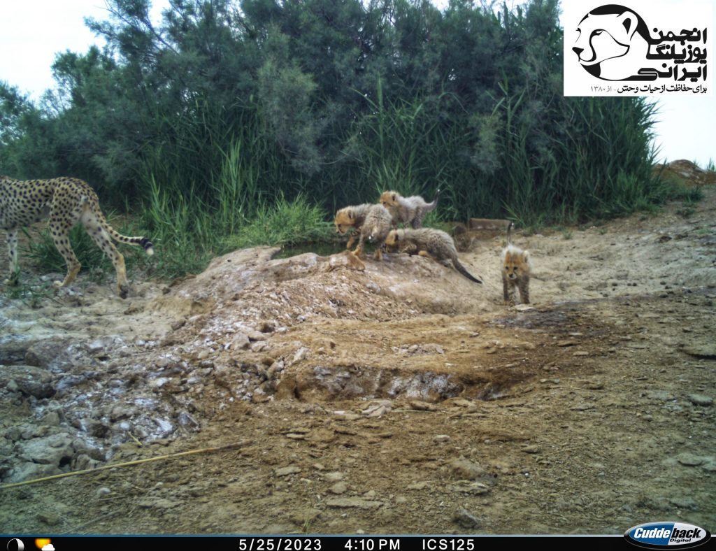 Asiatic-cheetah-breeding-1-scaled