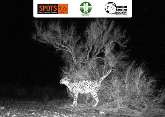 Asiatic Cheetah Marking by a Tree in Touran