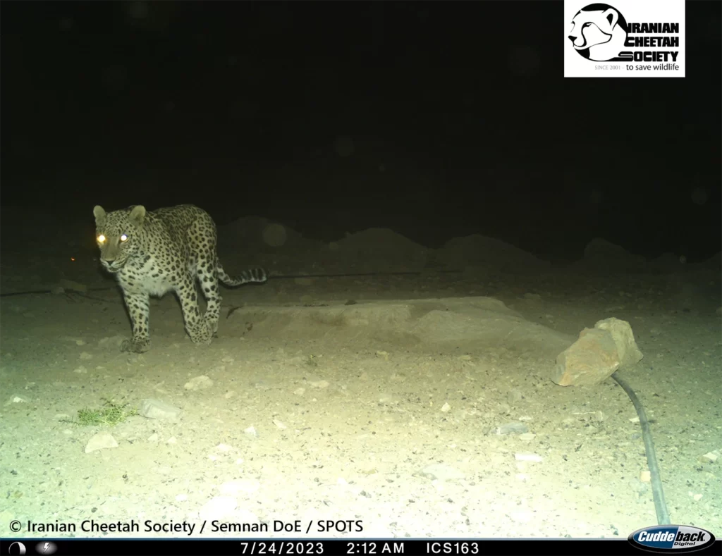 Persian Leopard Hunting Persian Onager