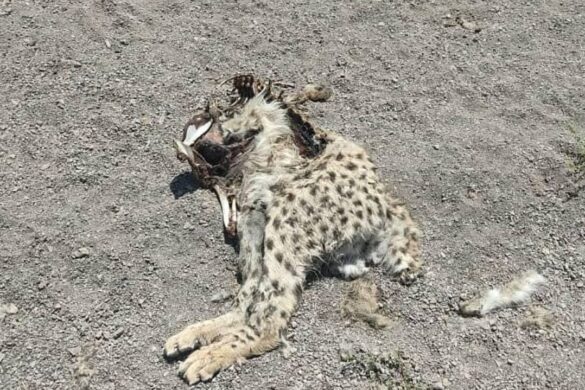 Discovery of an Asiatic cheetah carcass in the city of Miami