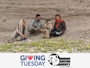 Donate to Cheetah Conservvation