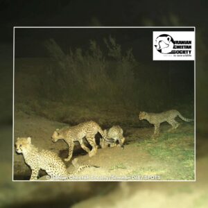 Asiatic Cheetah cubs, Khorshid Family