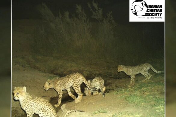 Asiatic Cheetah cubs, Khorshid Family