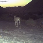 CT Nay Asiatic cheetah