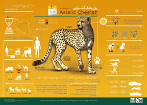 CHeetah-Infographic-For-Download