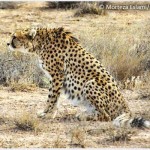 cheetah-medium