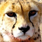 slide-cheetah2