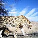 منطقه بافق یکی از مهمترین زیستگاه های یوزپلنگ در ایران است