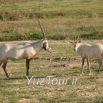 سفر به منطقه حفاظت شده دیمه