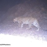 Ravar leopard April 2014