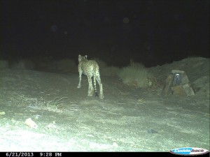 cheetah-cameratrap