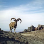 Portraits_-Iranian-Cheetah-Society,DoE,-CACP-_-wildsheep