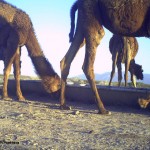 water-for-cheetahs (1)