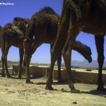 water-for-cheetahs (2)