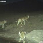water-for-cheetahs (3)