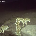 water-for-cheetahs (4)