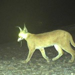 Caracal
