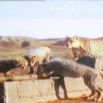 ICS_TV4