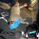 Bardia 3