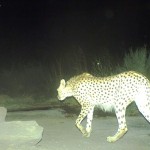 Iranian cheetah (2)