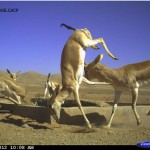 Behaviour_ Iranian Cheetah Society,DoE,CACP,Panthera- Fight_800